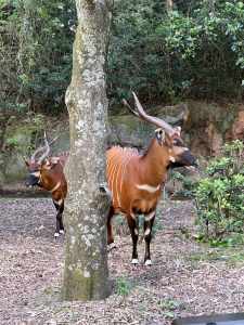 Maharajah Jungle Trek Walking Trail Details and Interesting Facts